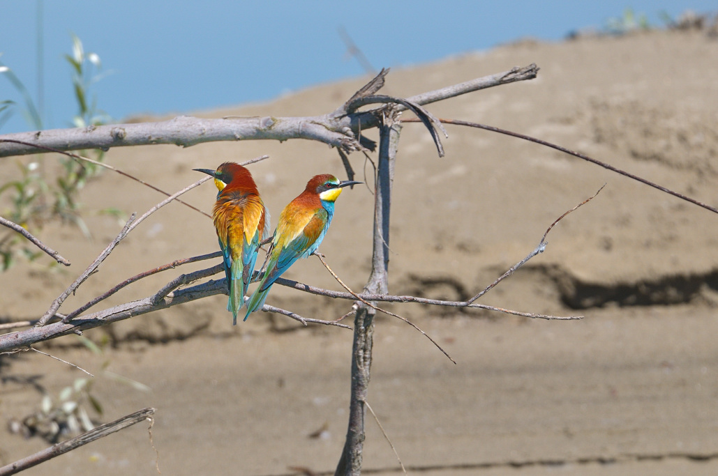 Foto ai gruccioni di quest''anno